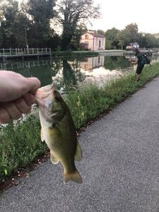 Smallmouth Bass