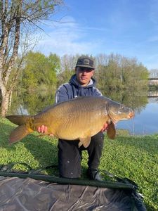 Mirror Carp