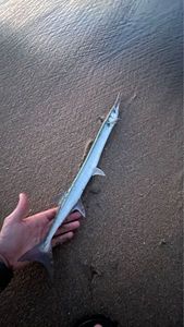 Garfish