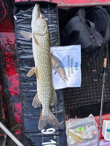 Northern Pike