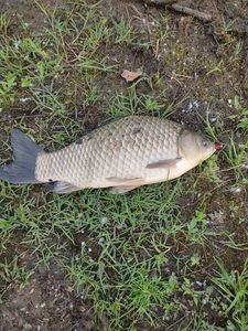 Crucian Carp