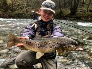 Brown Trout