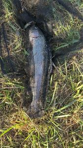 Cutthroat Trout