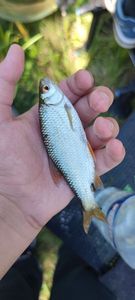 Roach