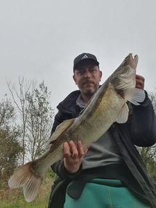 Zander