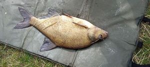 Common Bream