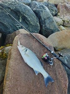 European Bass (Seabass)