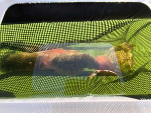 Common Cuttlefish