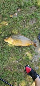 Leather Carp