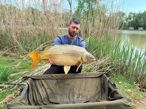 Common Carp