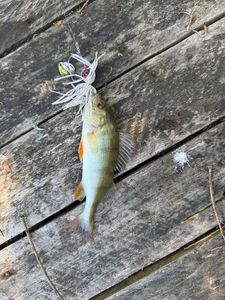 European Perch