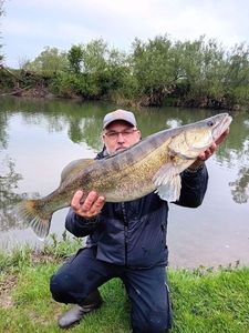 Zander