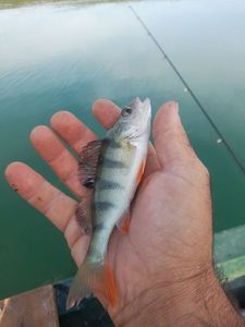 European Perch