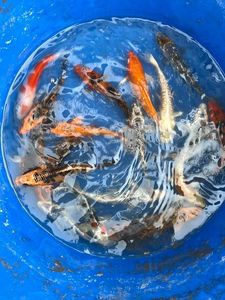 Koï Fish