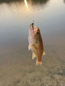 Largemouth Bass