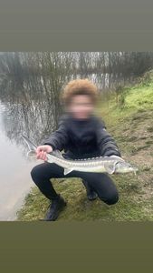 Sturgeon
