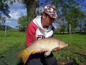 Common Carp