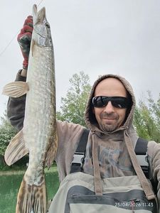 Northern Pike