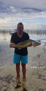 Zander