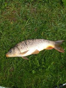 Common Carp