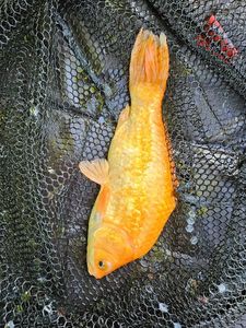 Goldfish