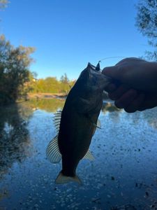 Largemouth Bass