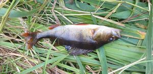 European Perch