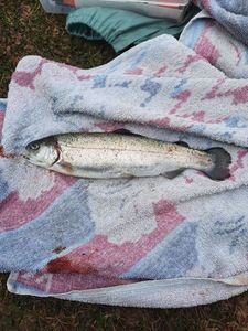 Rainbow Trout
