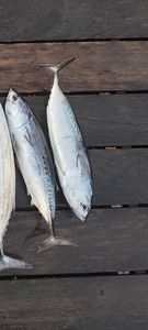 Frigate Tuna