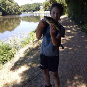 Largemouth Bass