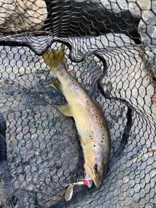 Brown Trout