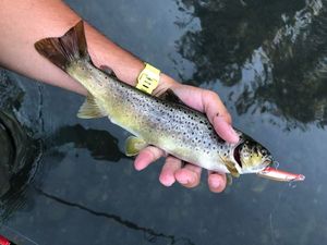 Brown Trout