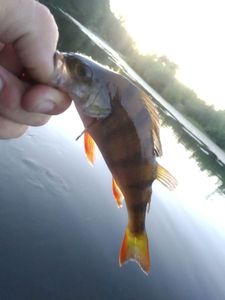 European Perch