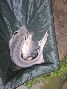 Sturgeon