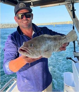 Murray Cod