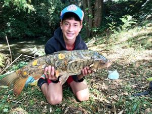Common Carp