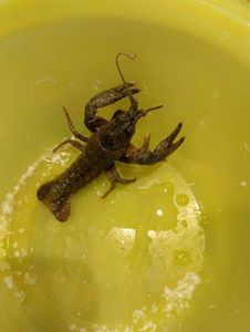 Noble Crayfish