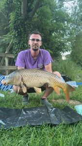 Common Carp