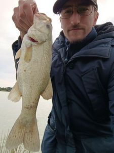 Largemouth Bass