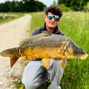 Mirror Carp