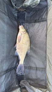 Common Bream