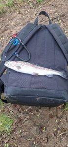 Rainbow Trout