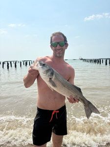 European Bass (Seabass)