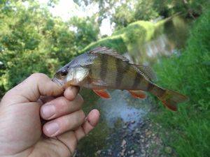 European Perch