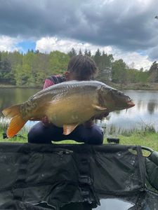 Mirror Carp