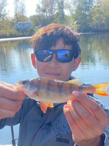European Perch