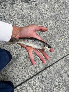 Brown Trout