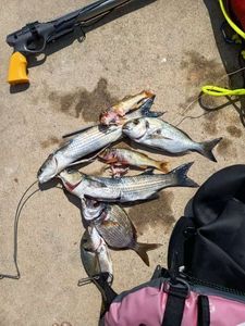 Gilthead Seabream