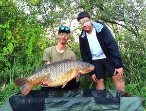 Common Carp