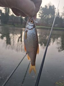 Roach